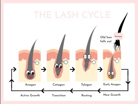 Lashes go through a growth cycle. - When Do Babies’ Eyelashes Grow? | Baby Journey Blog