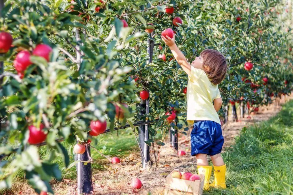 Go Apple Picking | Montessori fall activities for kids | Baby Journey