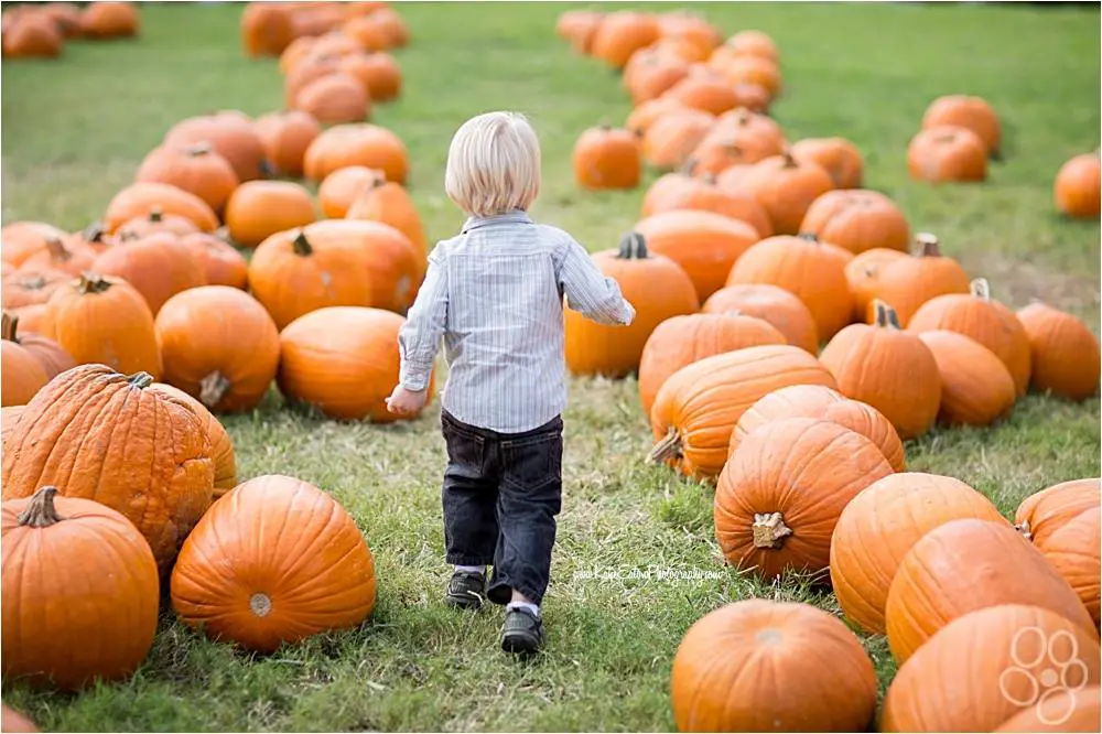 Visit a Pumpkin Patch | Montessori fall activities for kids | Baby Journey