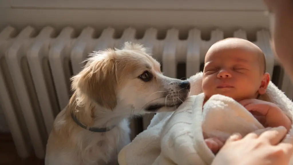 Introducing dogs to newborns, How to introduce dogs to baby, How to introduce baby to dog, Introducing baby to dog - Baby Journey