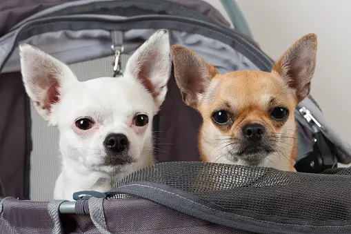Chihuahuas Sitting Comfortably in Baby Stroller | Homemade DIY Dog Stroller | Baby Journey