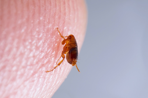 Close up picture of a flea - Home pest control, Baby safe pest control - Baby Journey