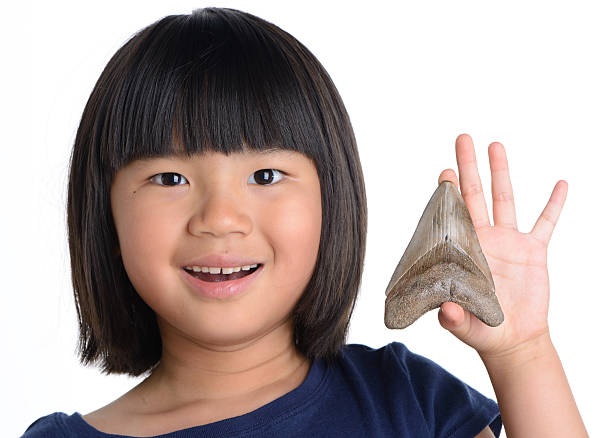 Toddler holding shark teeth - How to Fix Shark Teeth in Children - Baby Journey 