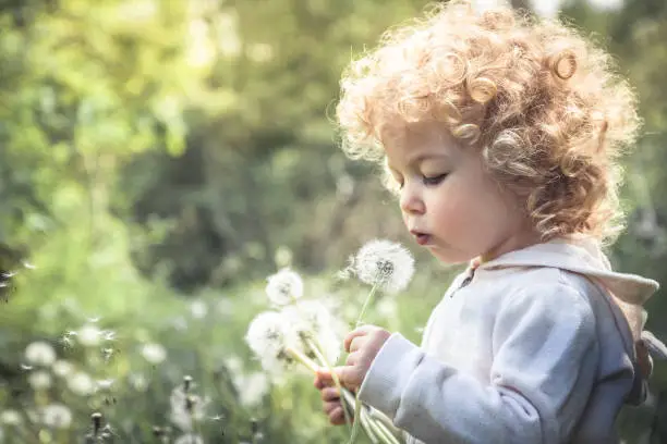 The baby is playing with a dandelion - Why Does My Baby Keep Getting Ear Infections - Baby Journey