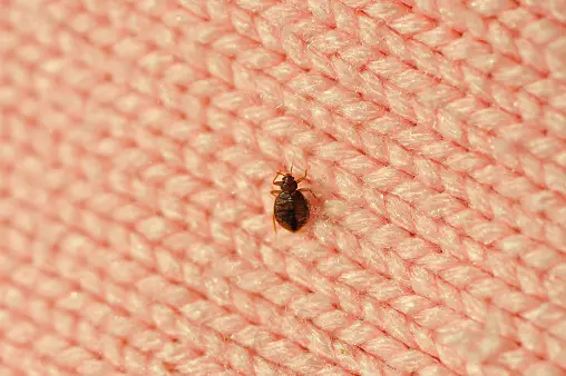 Bed bug on fabric - How To Get Rid Of Bed Bugs Permanently - babyjourney.net